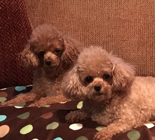 Bella and Stella, Submitted by Bonnie Allinder